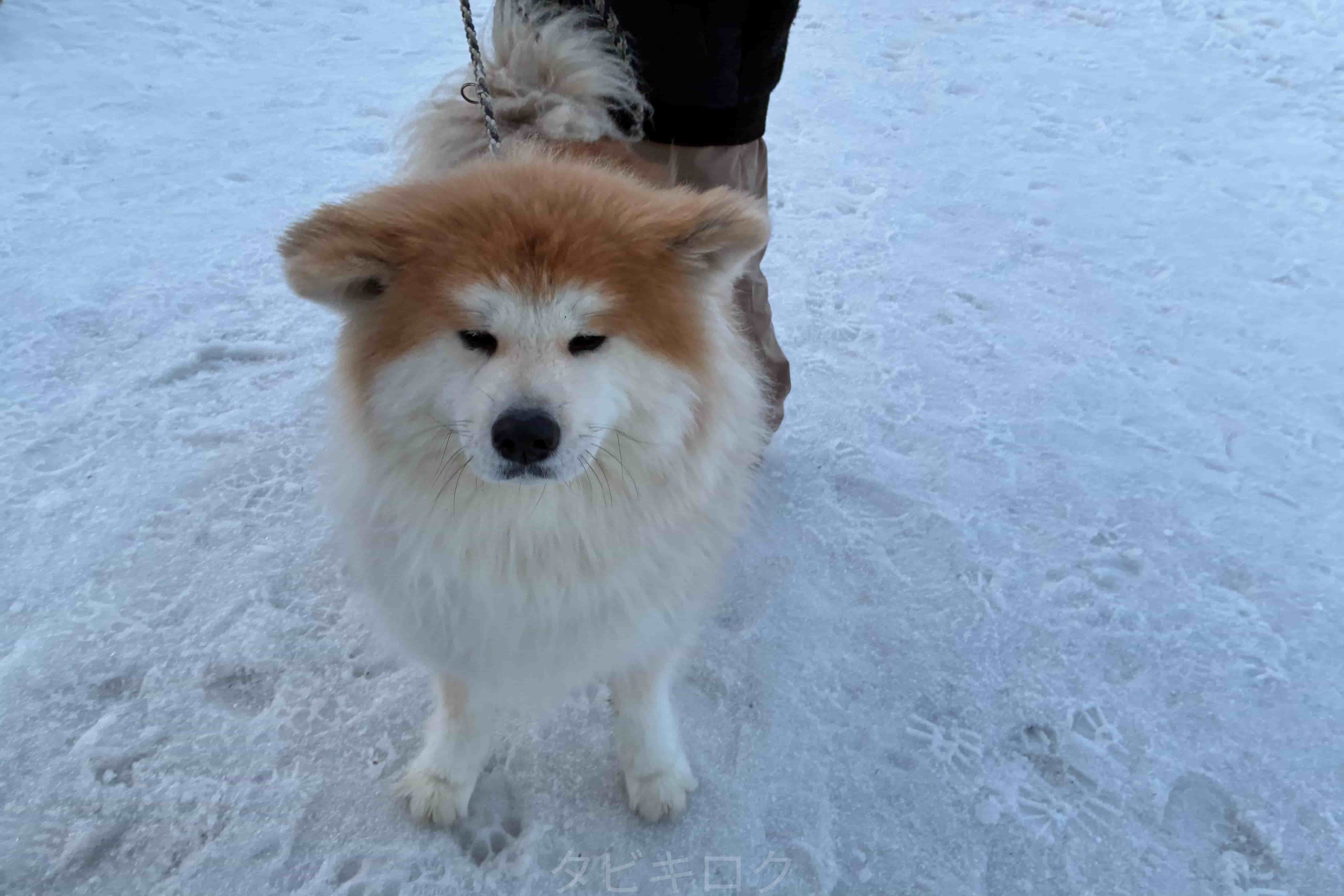 犬っこまつり秋田犬