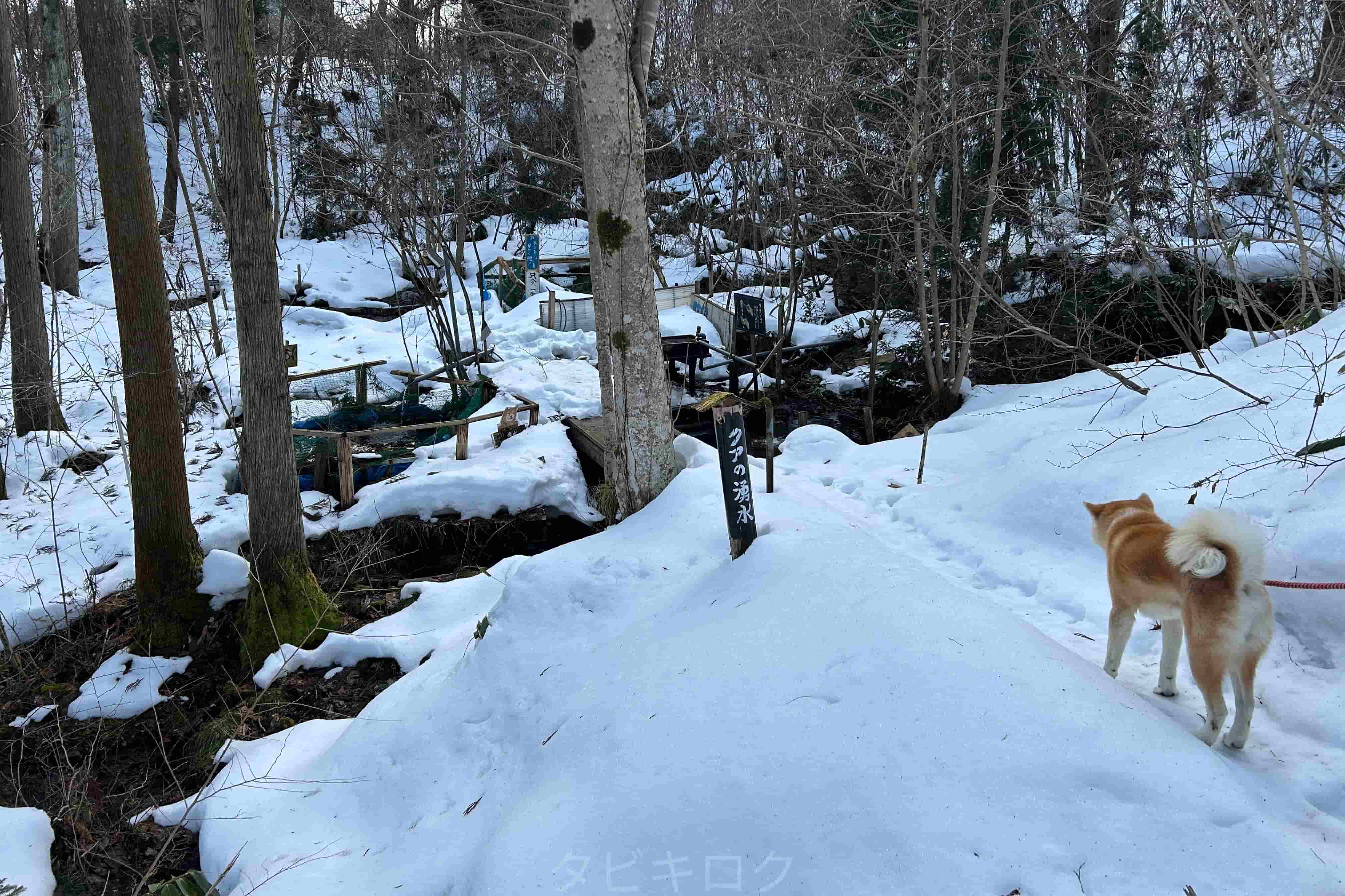 【秋田県】秋田犬散歩体験　2026