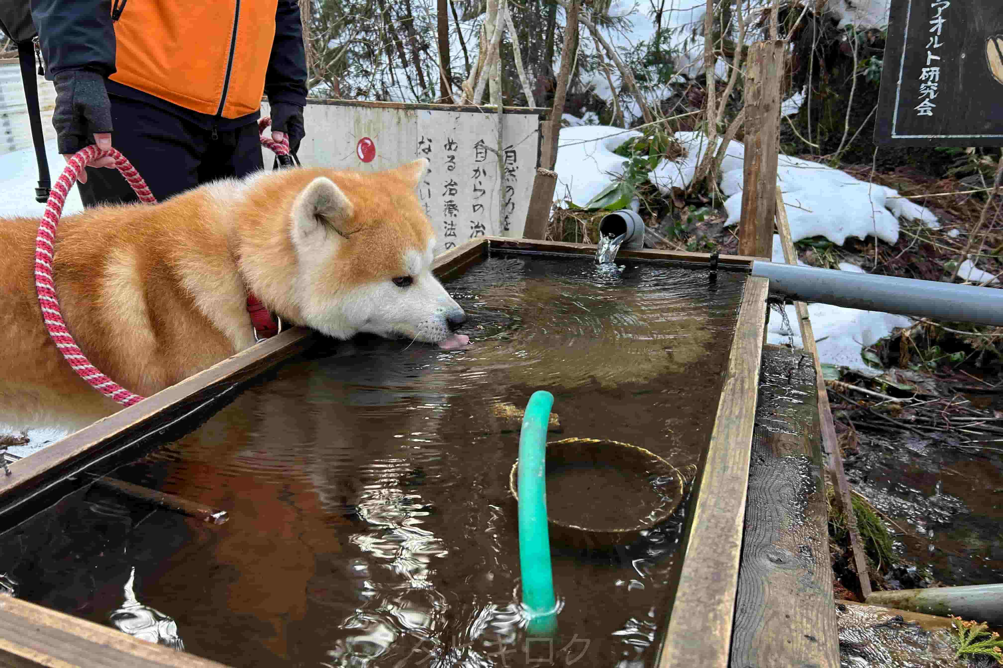 マサくん散歩2