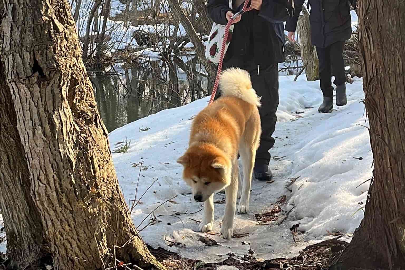 秋田犬と散歩1