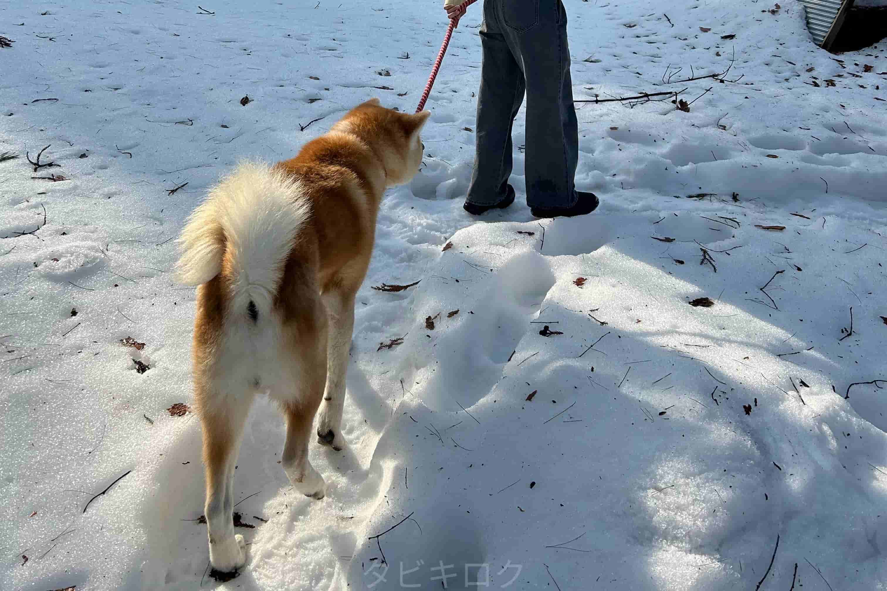 秋田犬と散歩2