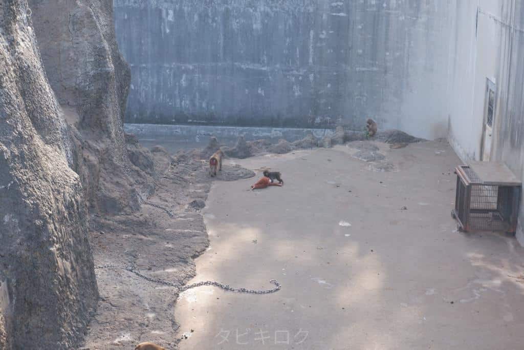 市川市動植物園走るパンチくん