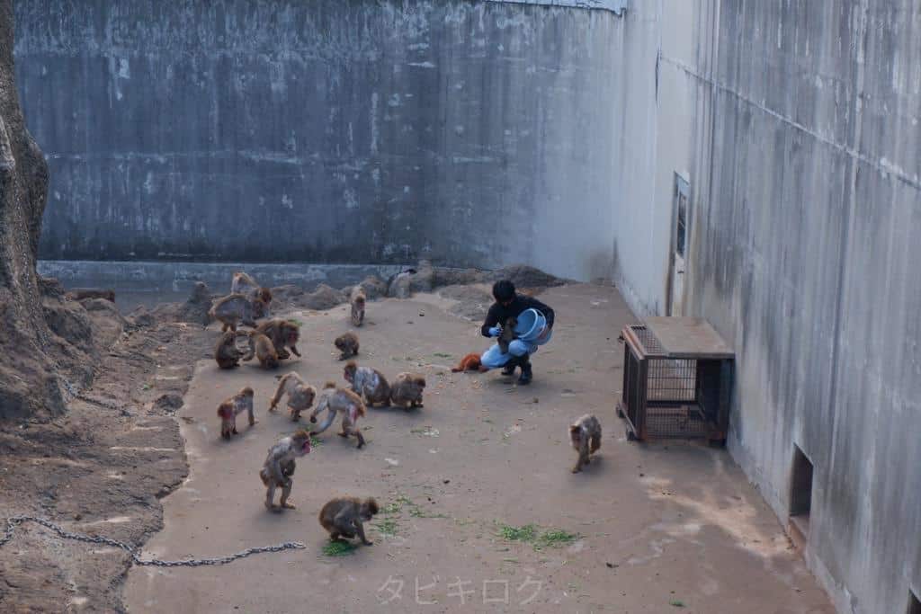 市川市動植物園バケツに手を伸ばすパンチくん