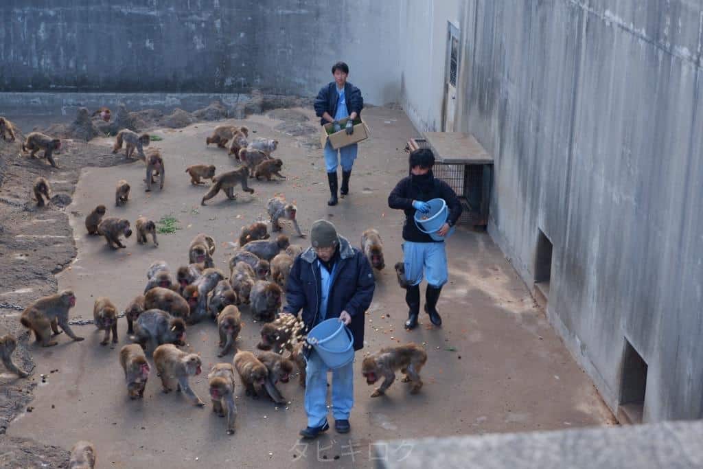 市川市動植物園餌をもらうパンチくん
