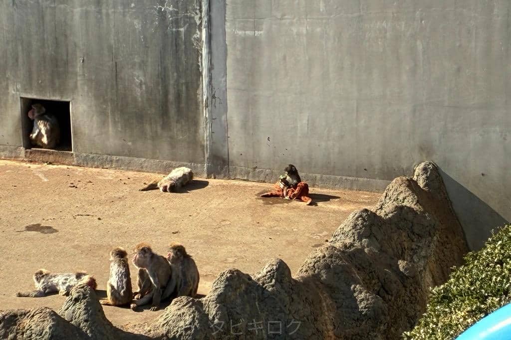 【千葉県】市川市動植物園/パンチくん　2026
