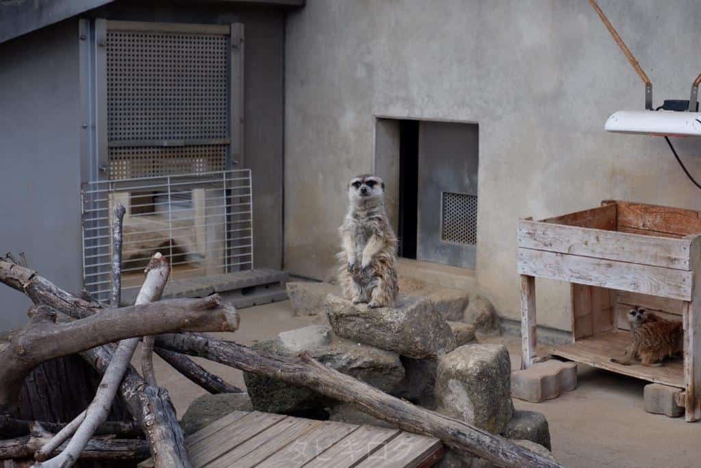 市川市動植物園ミーアキャットの写真