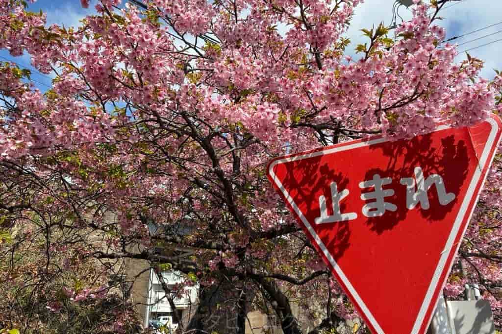 【神奈川県】伊豆 第36回河津桜まつり　2026