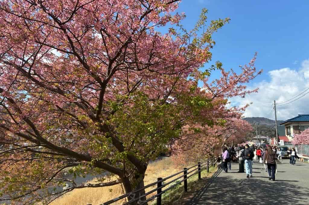 河津桜まつり屋台1