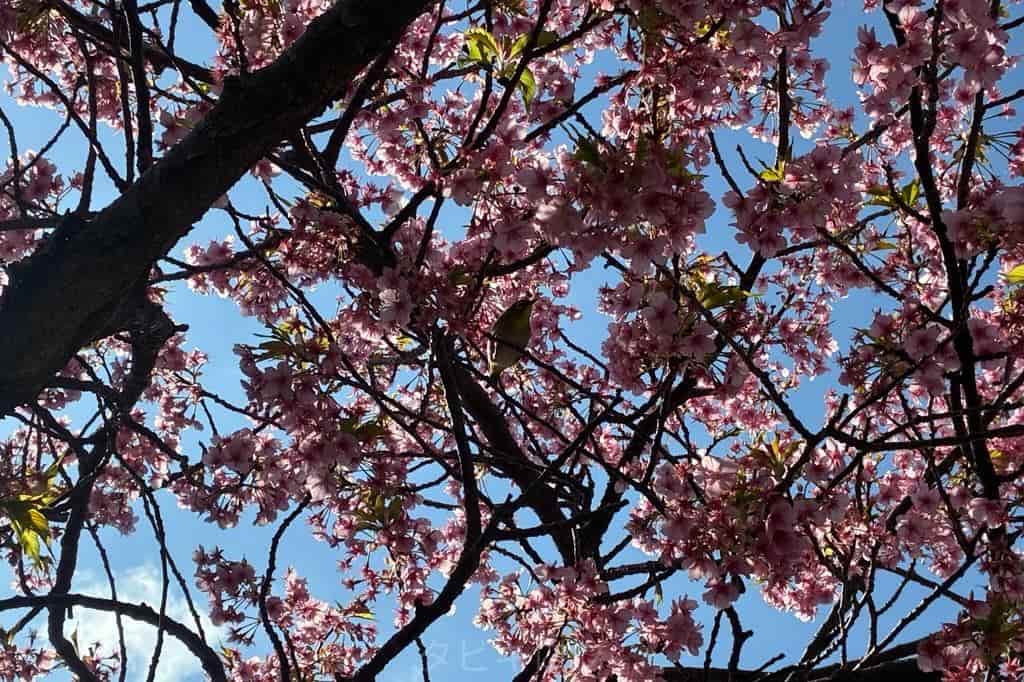 河津桜とメジロ
