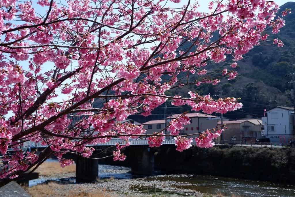 河津桜まつり さくら