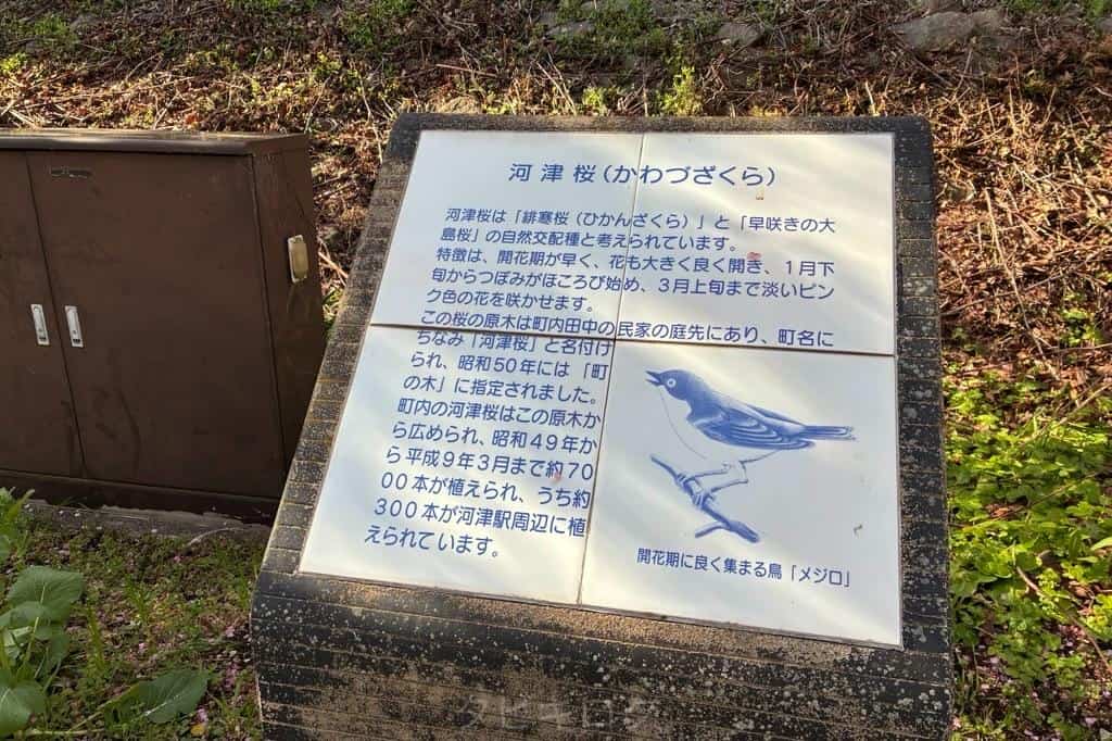 河津桜説明