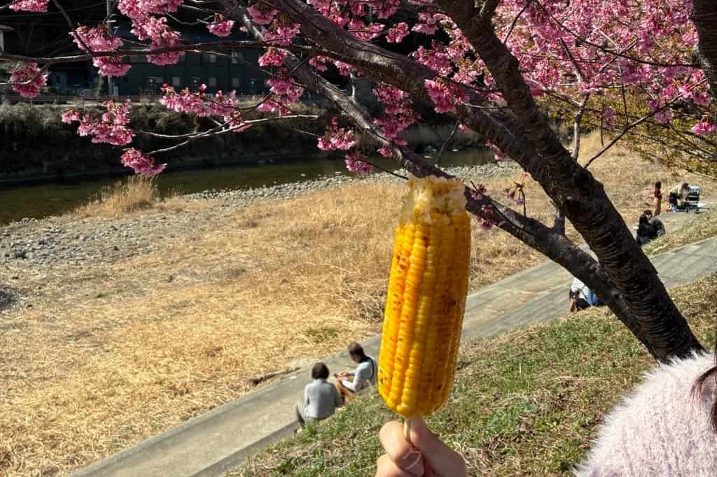 河津桜まつり 焼きトウモロコシ