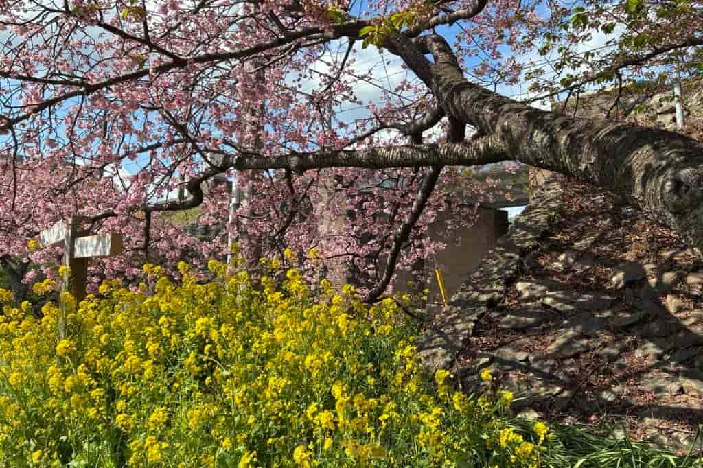 河津桜と菜の花