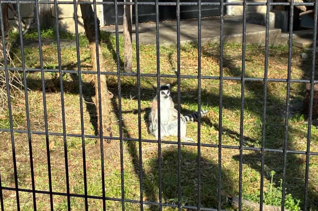 ワオキツネザル