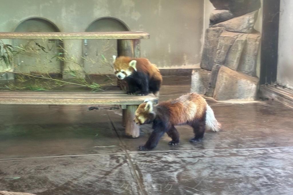 レッサーパンダ