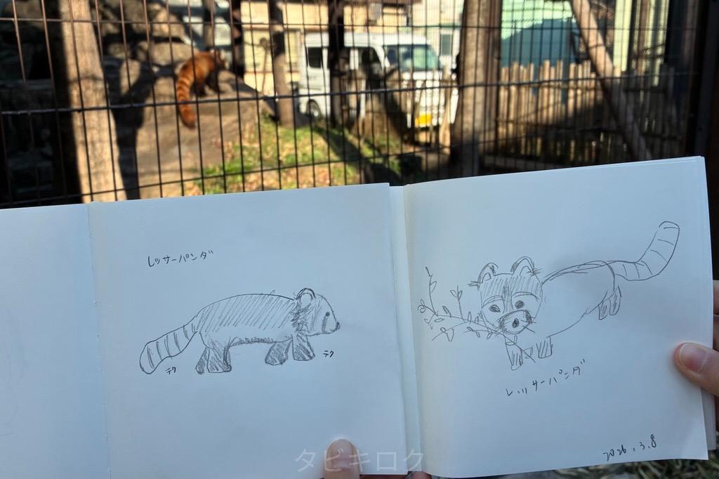 レッサーパンダ絵