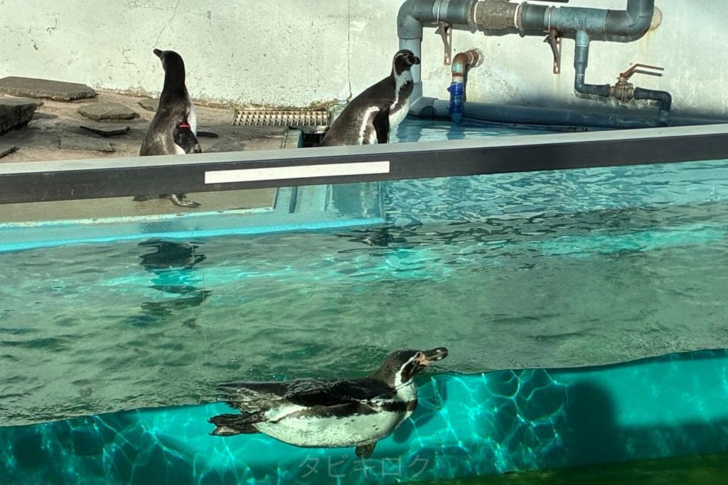 【神奈川県】夢見ヶ崎動物公園　2026