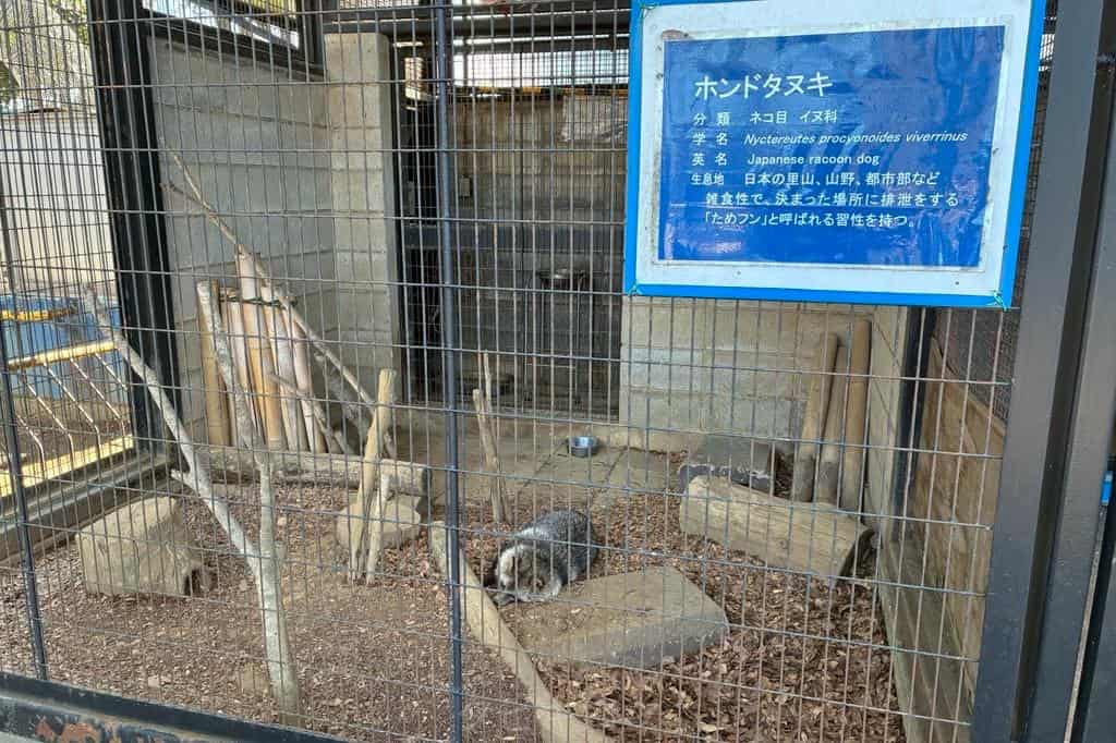 ホンドタヌキ